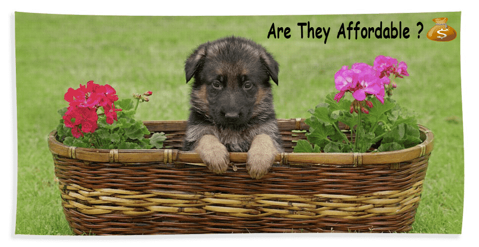 German Shepherd puppy in basket