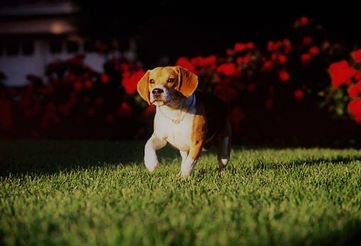 Beagle dog running in yard