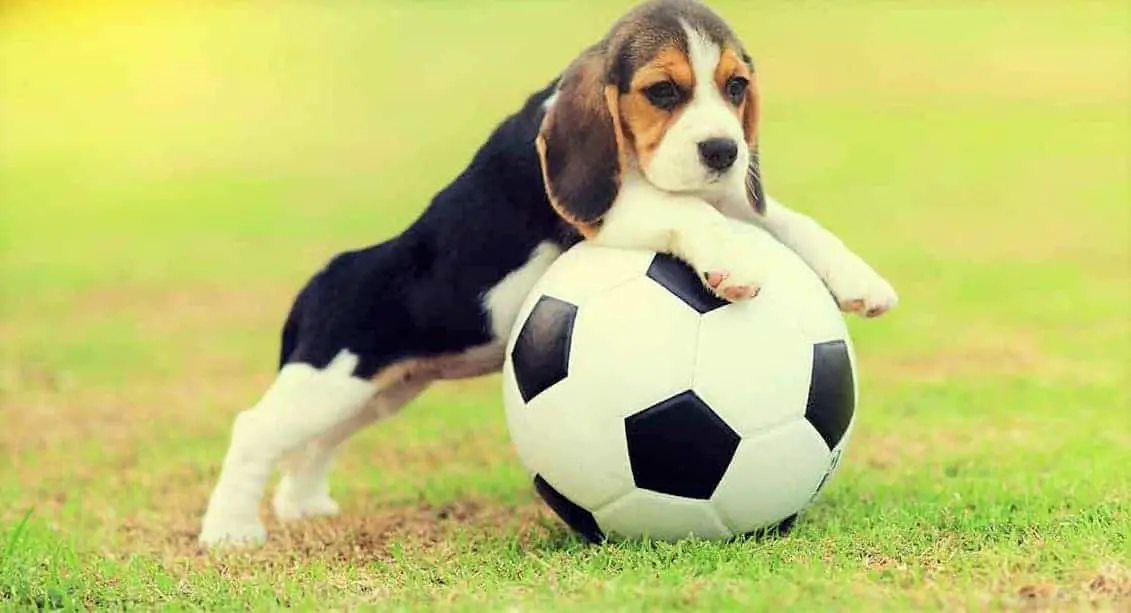 Beagle puppy playing with ball
