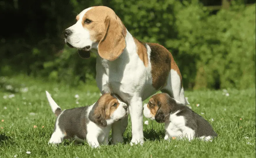 Beagle mother with puppies