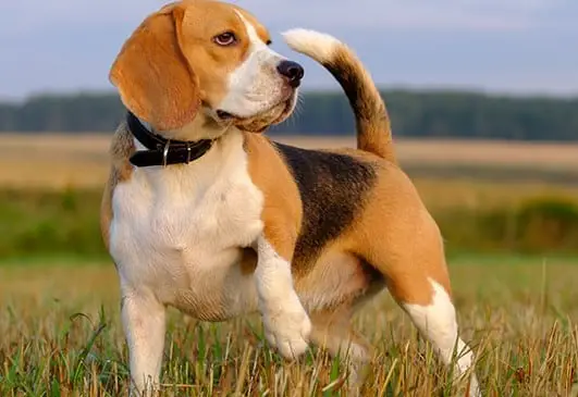Large beagle looking good