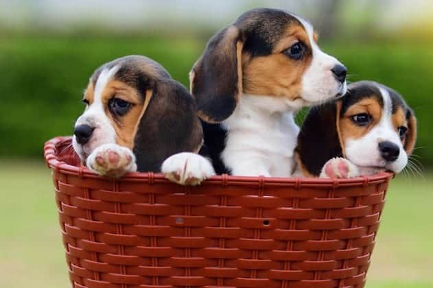 Three beagle puppies in the basket