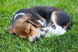 Cute Beagle puppy sleeping