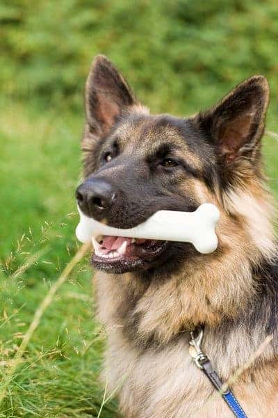 German Shepherd with bone