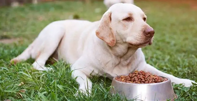 Labrador dog in park with food bowl
