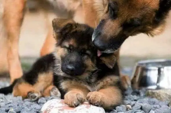 German Shepherd mother and puppy with food