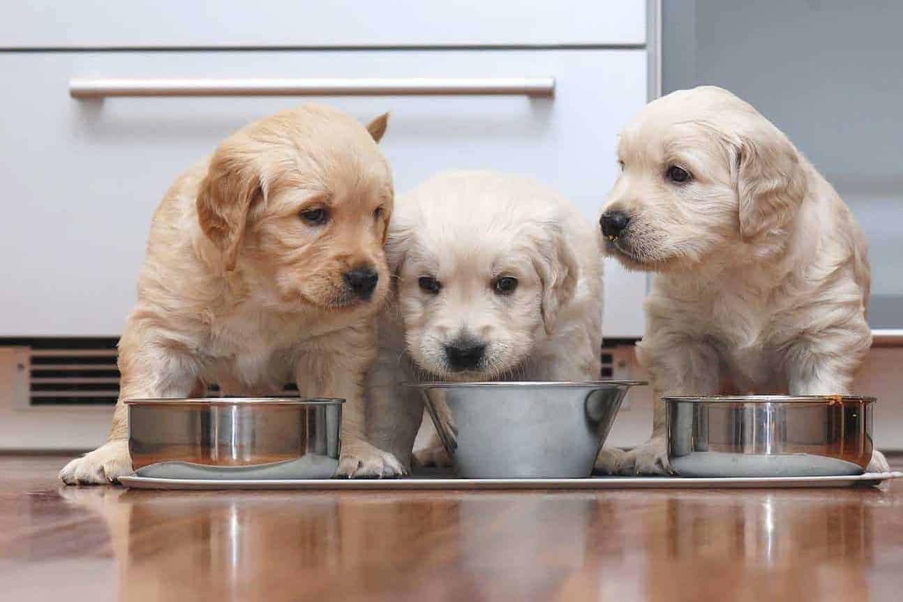 Three cute labrador puppies