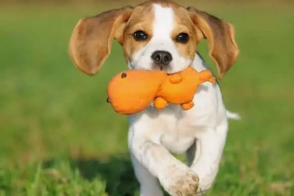 Beagle playing in park with toy