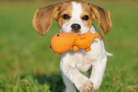 Beagle playing in park with toy