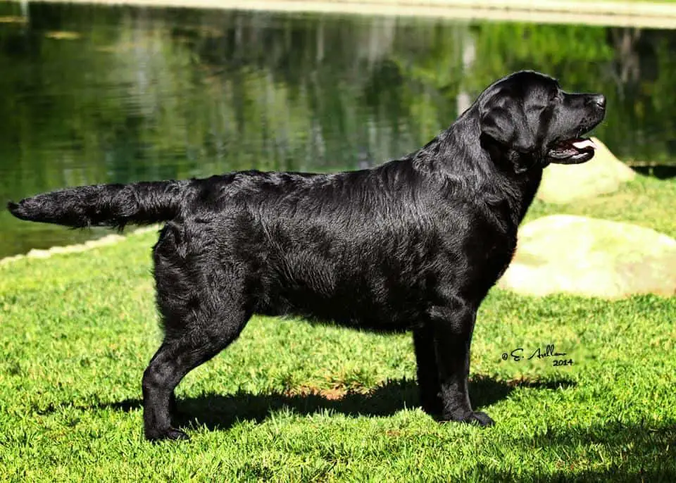 Labrador Retriever black coat color