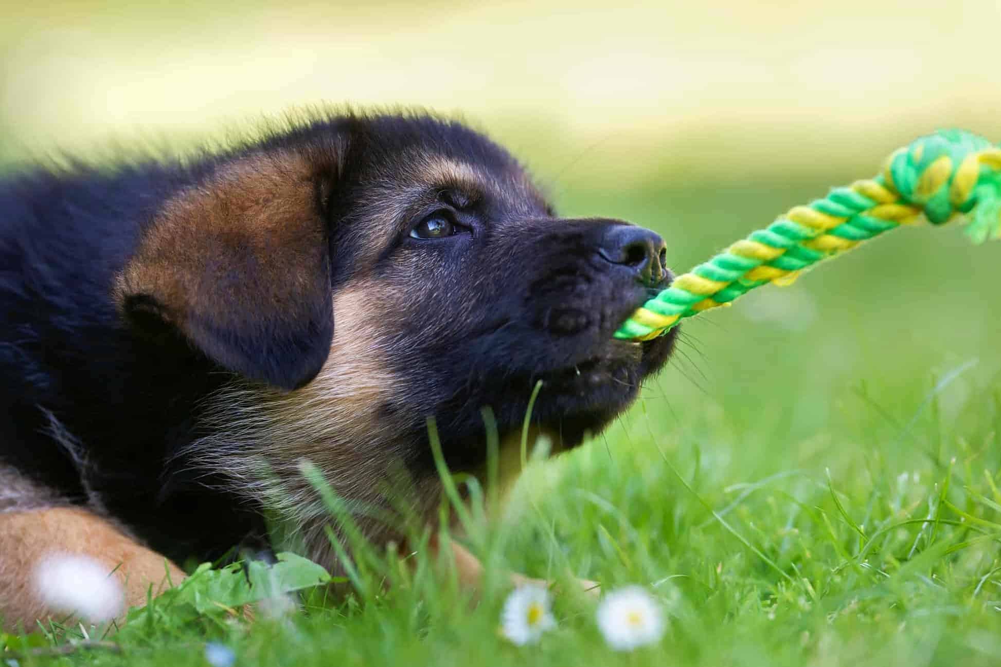 German Shepherd playing with rope