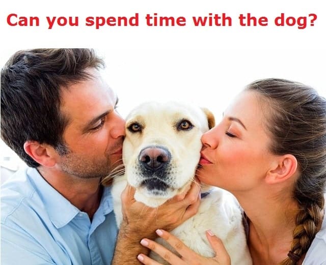 9 Points To Consider Before Buying A Labrador Retriever