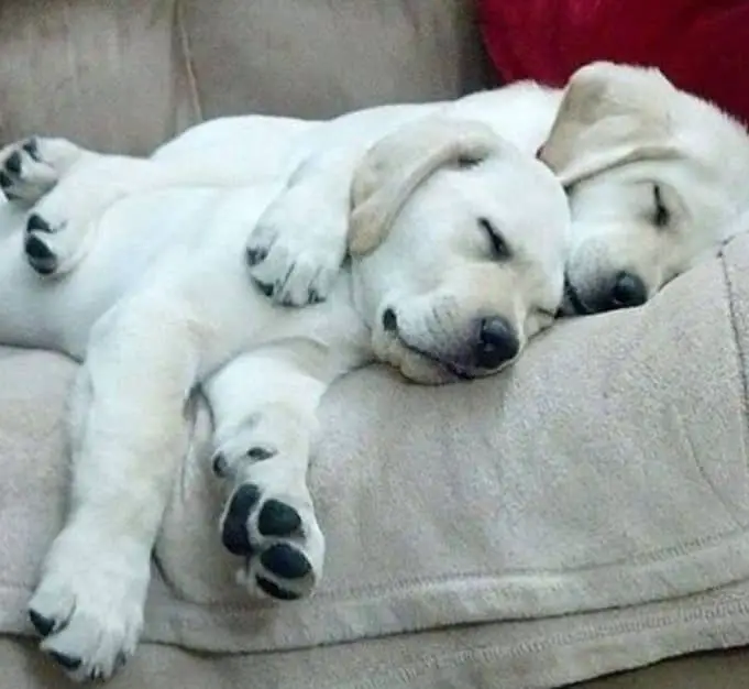 Labrador peacefully sleeping