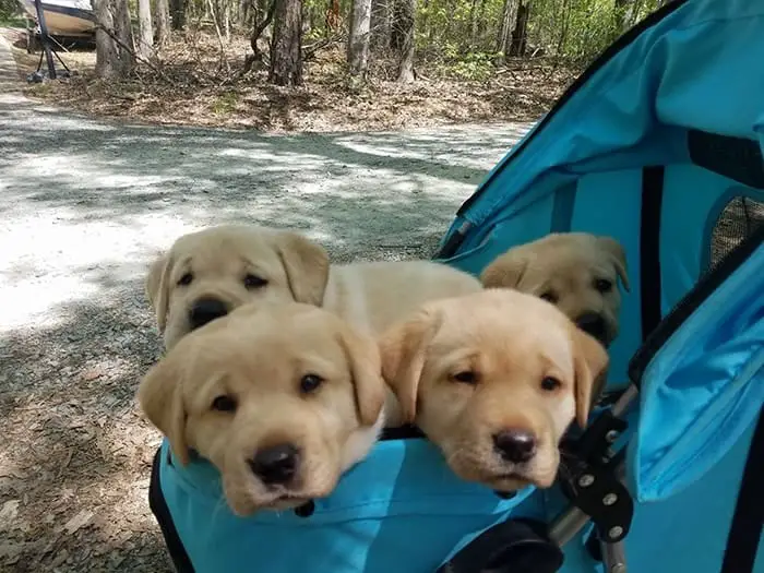 Labrador puppies in dog stroller