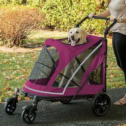 Labrador Retriever in dog stroller