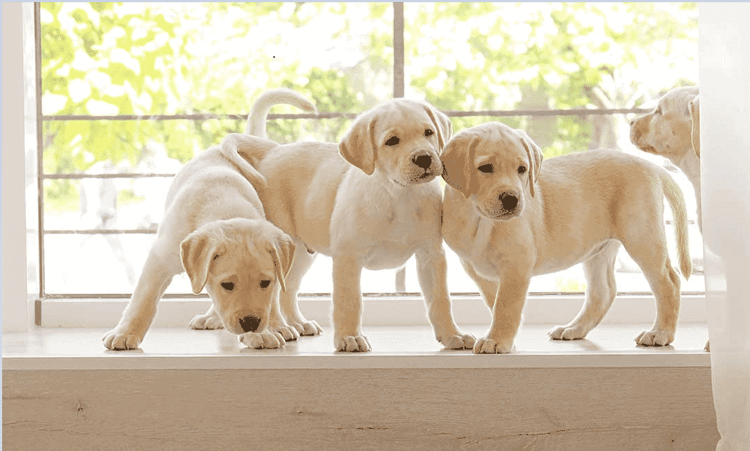 Three English Labrador Puppies