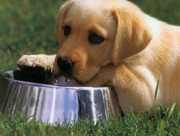 Sad Labrador waiting for food