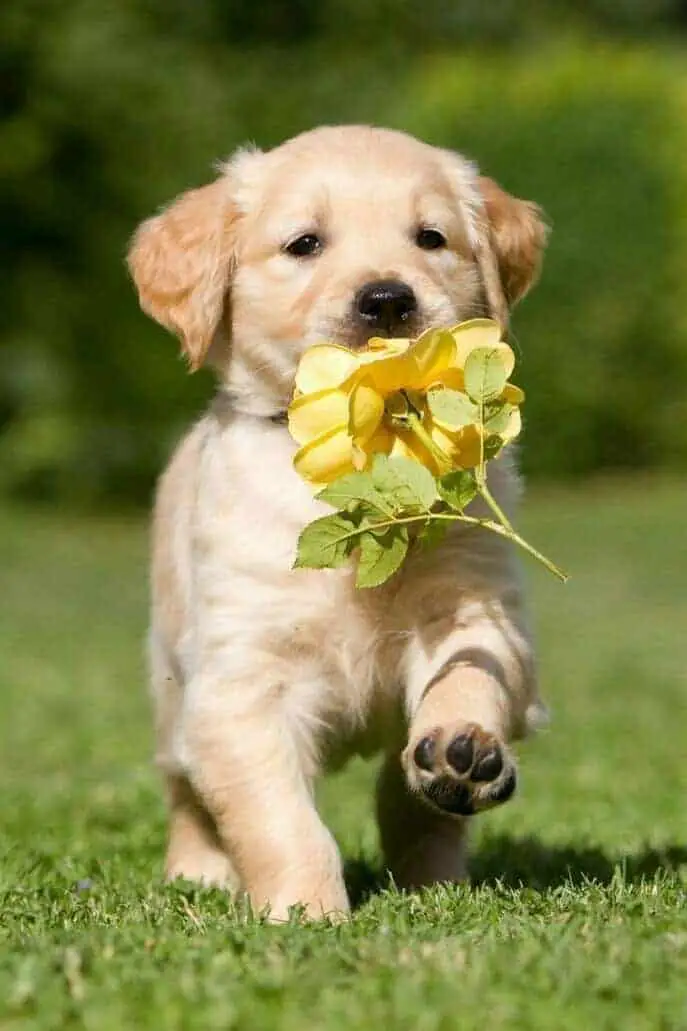 Labrador puppy with flower in mouth