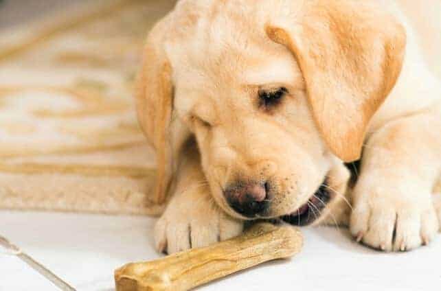 Labrador eating bone