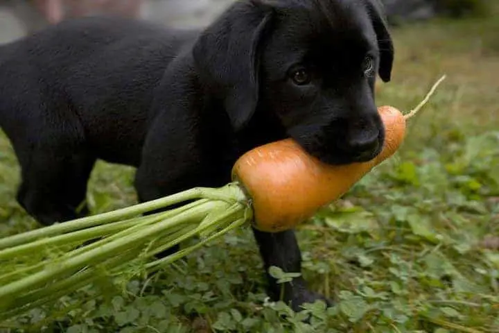 Labrador puppy dog with carrot