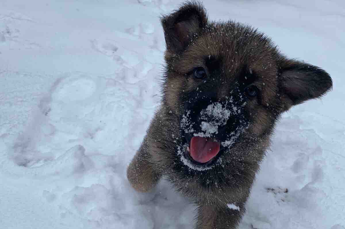 German Shepherd cute