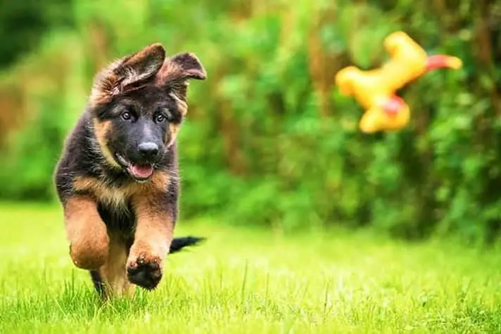 German Shepherd running in garden