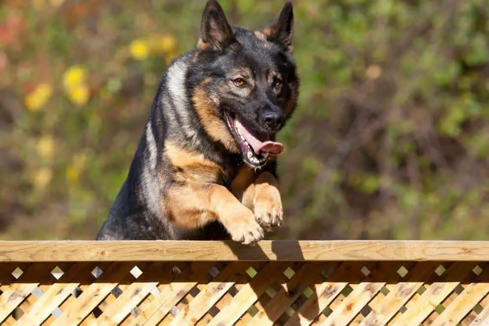 German Shepherd jumping fence