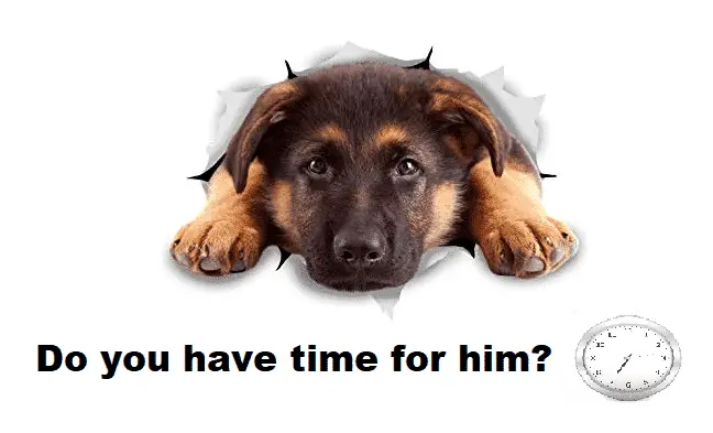 Cute German Shepherd needs time