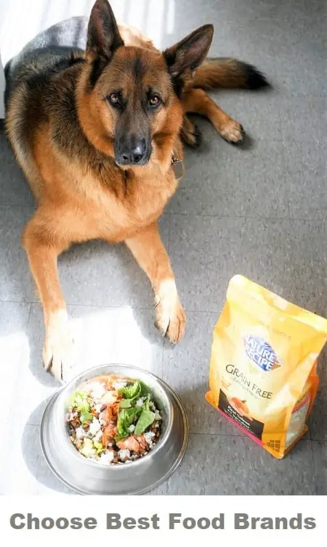 German Shepherd eating good brand food