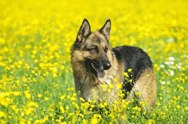 Healthy German Shepherd 