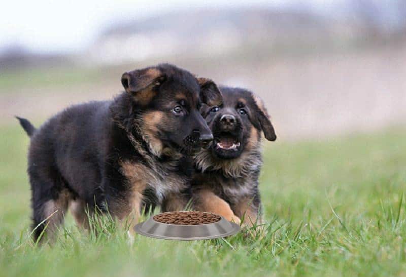 Two German Shepherd puppies eating and playing