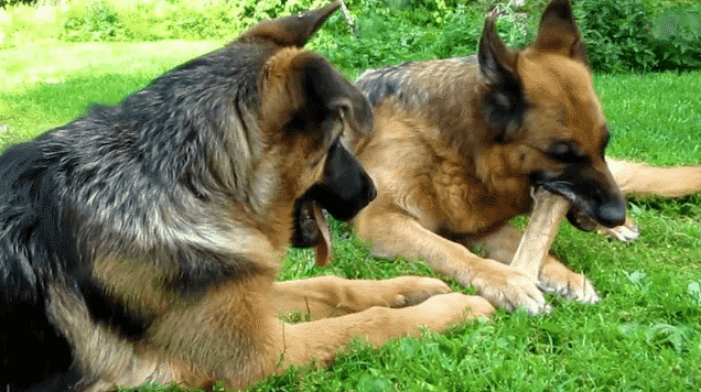 German Shepherd chewing bones
