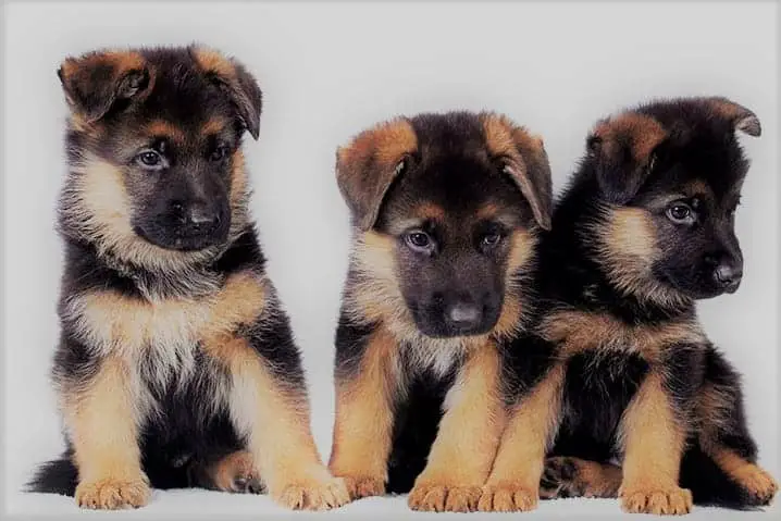 Three cute German Shepherd puppies