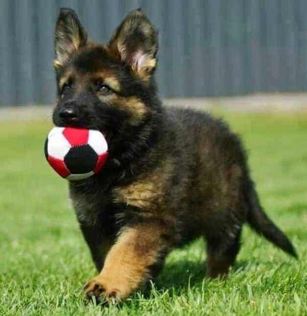 German Shepherd playing with ball