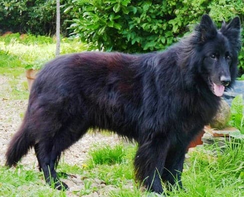 Black German Shepherd hair shedding