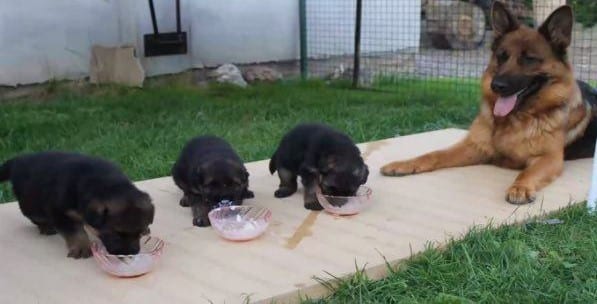German Shepherd puppy eating schedule