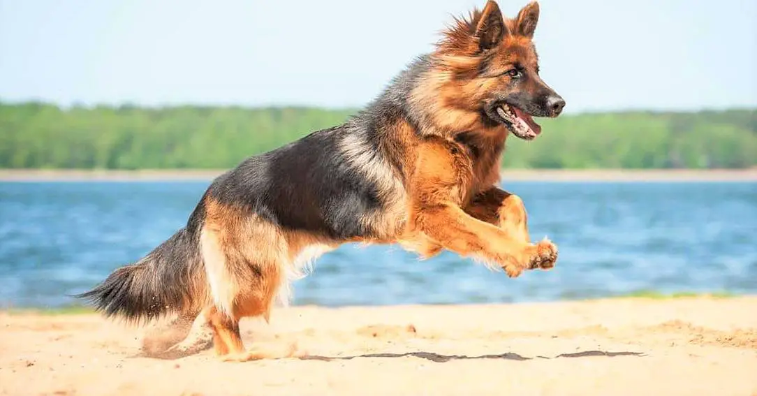 German Shepherd playing around on beach