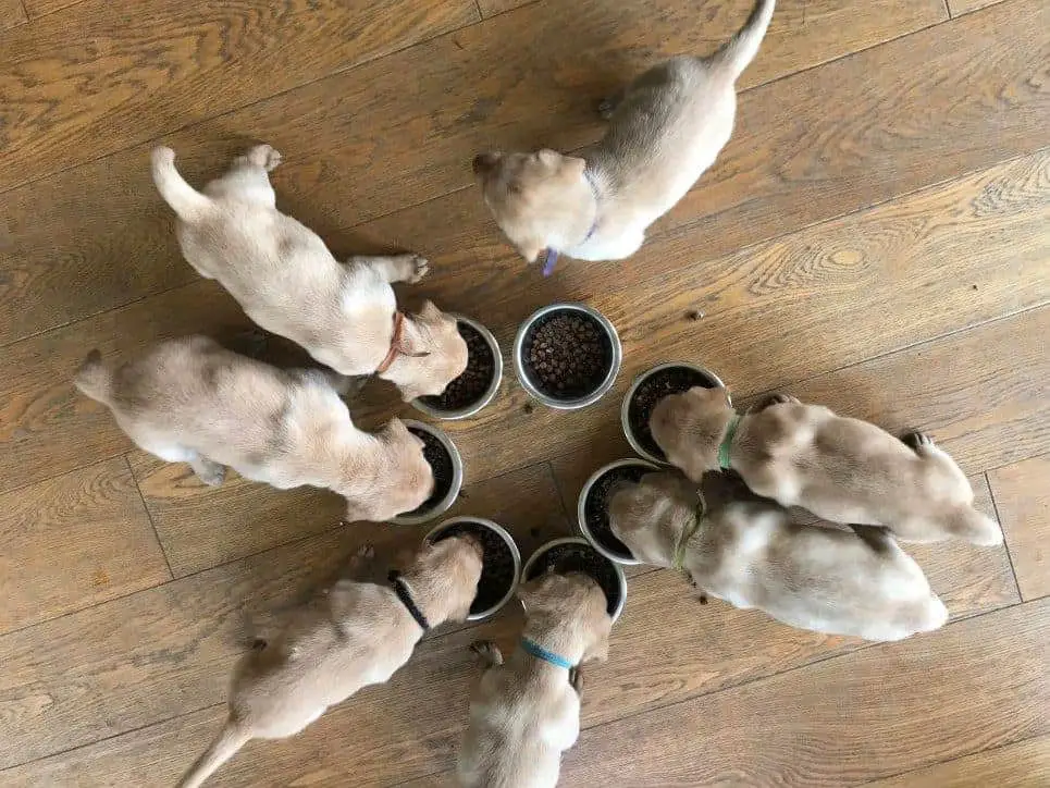 Group of Labrador puppies eating together