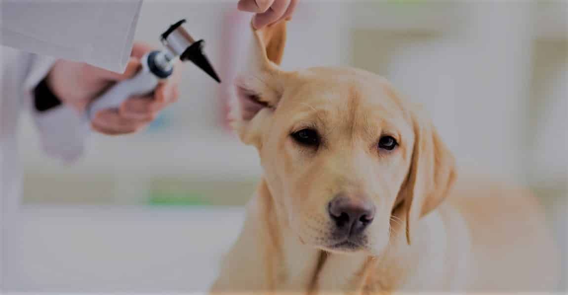 Labrador getting ears clean