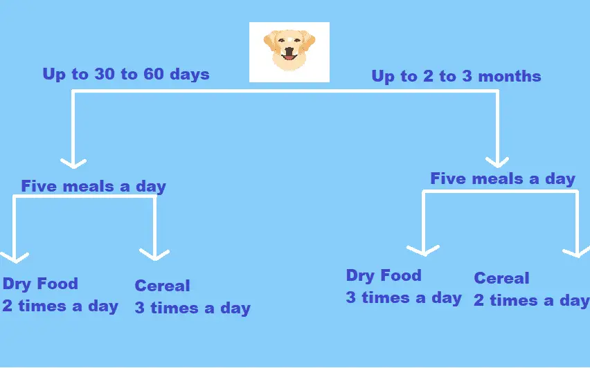 Labdrador food diet chart for puppies