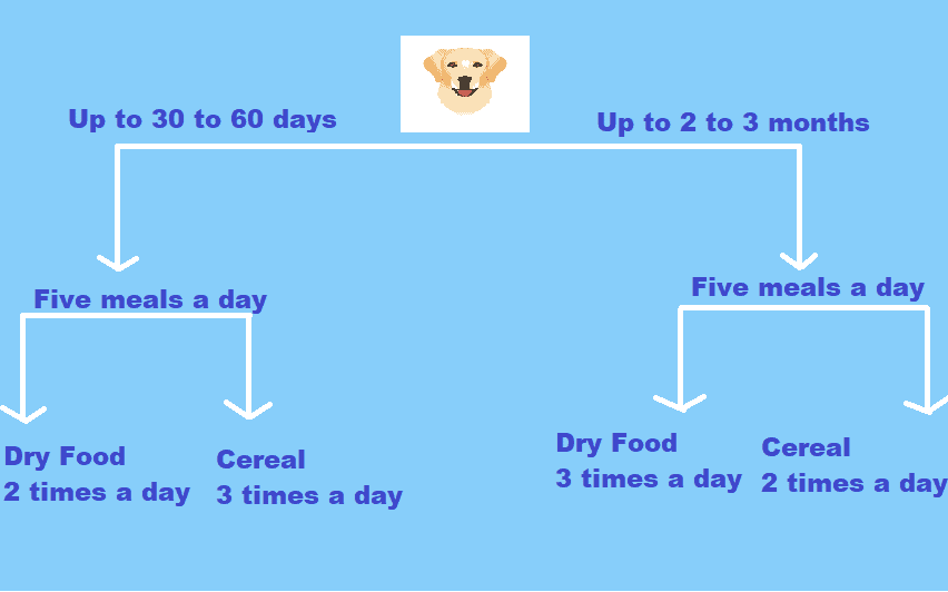 Labdrador food diet chart for puppies