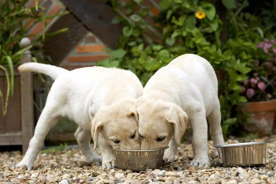 Two Labrador puppies sharing the same bowl