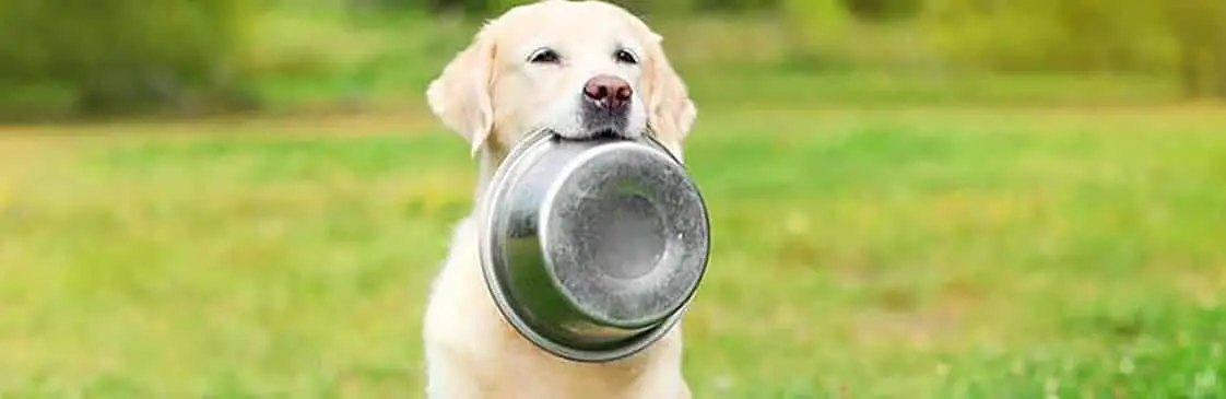 Labrador with bowl in mouth