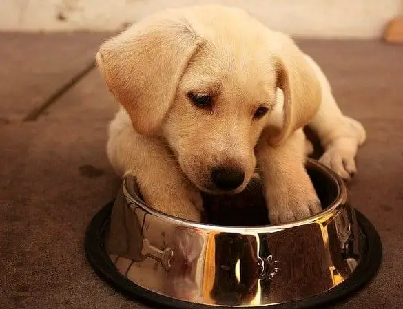 Labrador puppy waiting for food