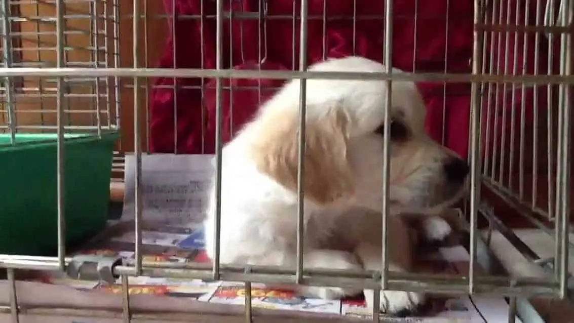 Labrador Retriever puppy in crate