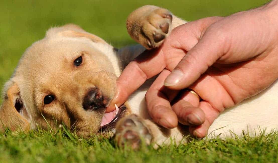 Labrador puppy lying on grass