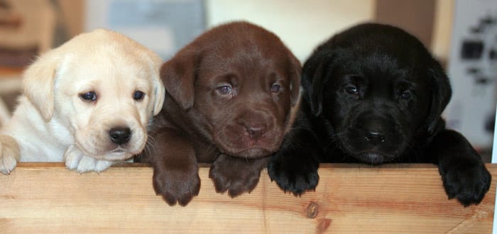 Labrador Retriever dog puppies