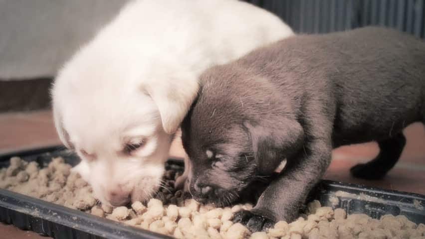 Labrador eating food