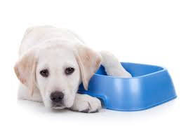 Labrador with food bowl