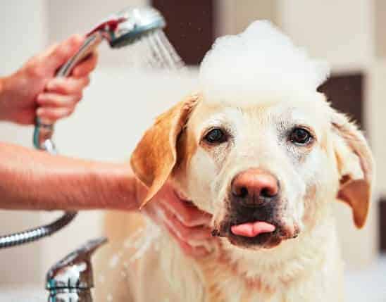 Labrador Retriever taking bath